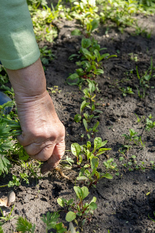 How to Keep Weeds Out of Your Garden Naturally